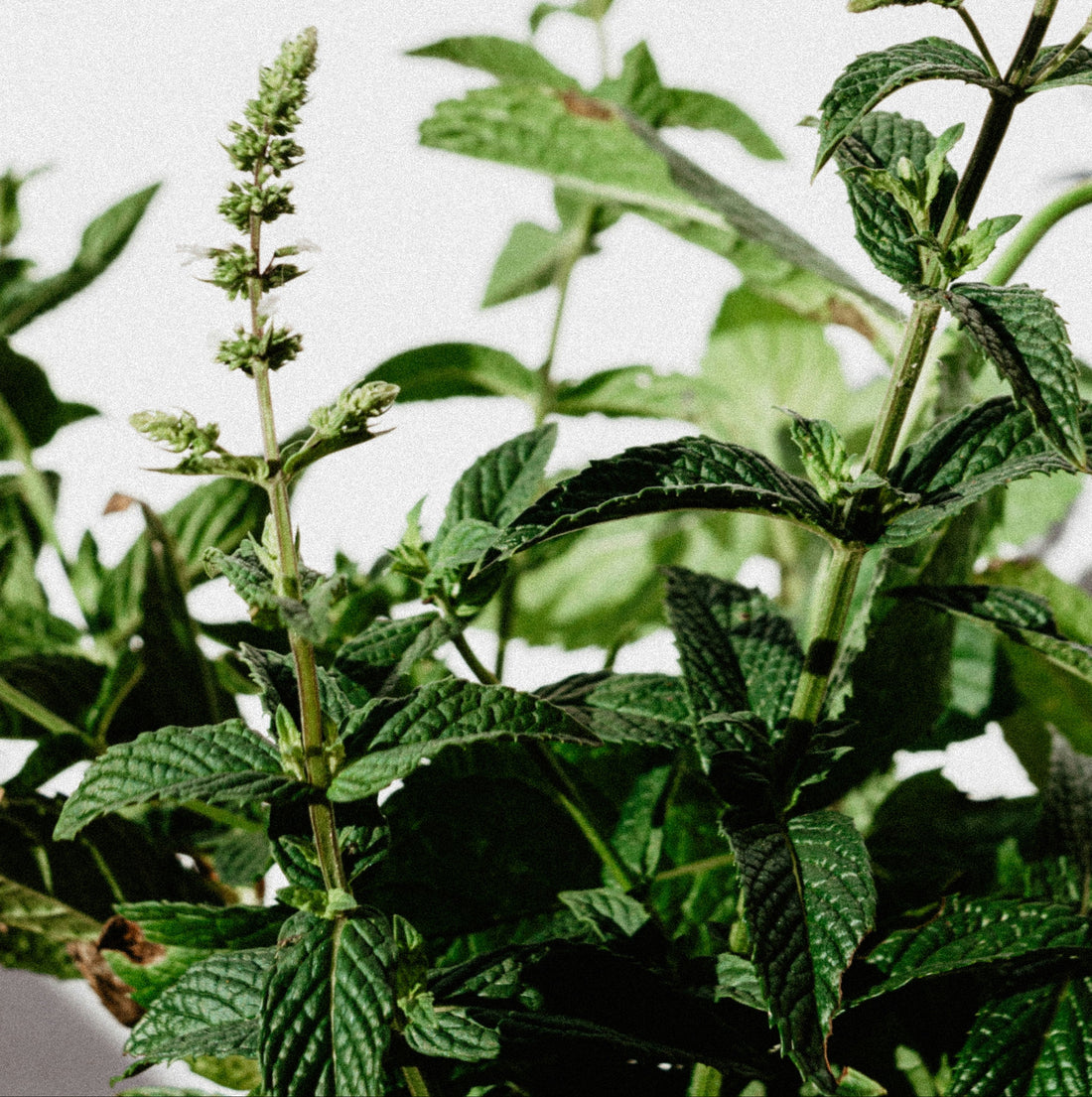 Close-up of a green plant with a white background