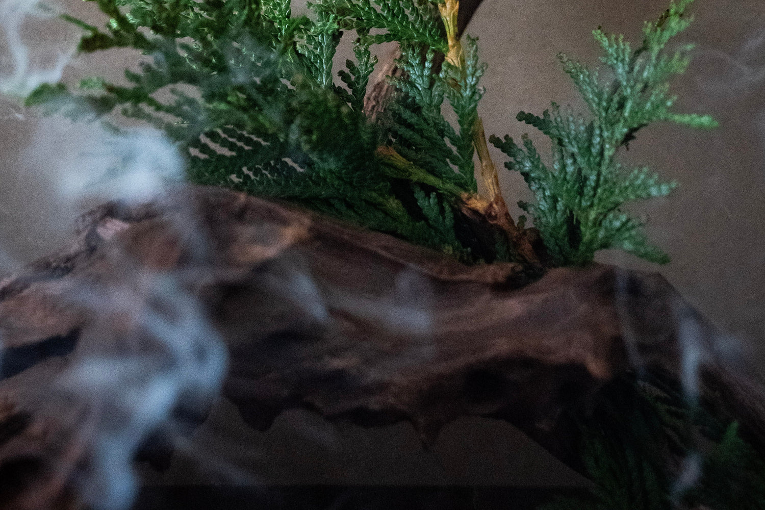 A small green evergreen branch arrangement on a piece of dark driftwood, photographed against a plain taupe background with soft white smoke or fog around the lower left area.